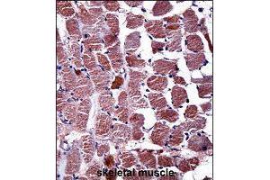 Immunohistochemistry (Formalin/PFA-fixed paraffin-embedded sections) of human skeletal muscle with RGS9 polyclonal antibody  followed by peroxidase conjugation of the secondary antibody and DAB staining. (RGS antibody  (AA 149-178))