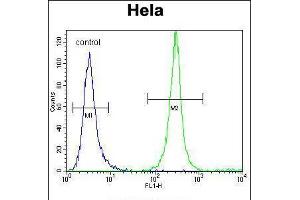 Flow cytometric analysis of Hela cells (right histogram) compared to a negative control cell (left histogram). (SRGN antibody  (C-Term))