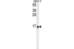 Western Blotting (WB) image for anti-Ribosomal Protein S26 (RPS26) antibody (ABIN3002285) (RPS26 antibody)