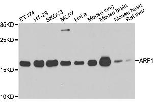 Western blot analysis of extracts of various cell lines, using ARF1 antibody (ABIN5975867) at 1/500 dilution. (ARF1 antibody)
