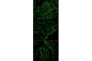Immunofluorescence staining of mouse colonic tissue. (CD4 antibody  (N-Term))