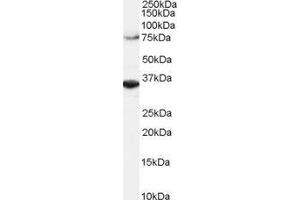 ABIN2564288 (2µg/ml) staining of Hela lysate (RIPA buffer, 1.