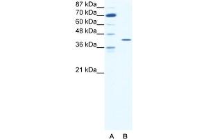 WB Suggested Anti-FOS Antibody Titration:  1. (c-FOS antibody  (C-Term))