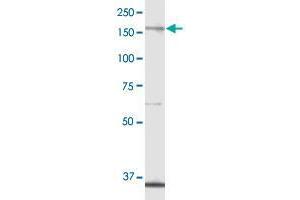 ALPK1 MaxPab polyclonal antibody. (ALPK1 antibody  (AA 1-1085))