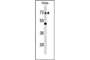 Western blot analysis of Epsin-1  Antibody  in Hela cell line lysates (35ug/lane).