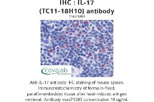 Image no. 1 for anti-Interleukin 17 (IL17) antibody (ABIN1721751) (IL-17 antibody)