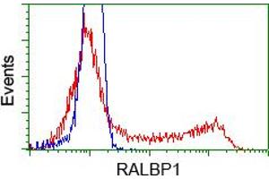 HEK293T cells transfected with either pCMV6-ENTRY RALBP1 (RC201524) (Red) or empty vector control plasmid (Blue) were immunostained with anti-RALBP1 mouse monoclonal (ABIN2453579), and then analyzed by flow cytometry. (RALBP1 antibody)