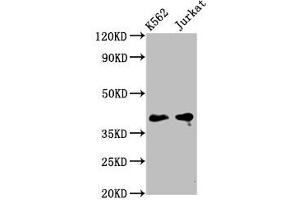 Western Blot Positive WB detected in: K562 whole cell lysate, Jurkat whole cell lysate All lanes: PURG antibody at 5 μg/mL Secondary Goat polyclonal to rabbit IgG at 1/50000 dilution Predicted band size: 40, 37 kDa Observed band size: 40 kDa (PURG antibody  (AA 242-345))