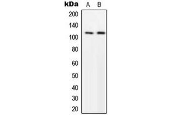 MPRIP antibody  (Center)