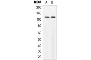 Western blot analysis of p116 Rip expression in U251MG (A), NIH3T3 (B) whole cell lysates. (MPRIP antibody  (Center))