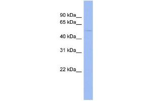 WB Suggested Anti-EFEMP1  Antibody Titration: 0. (FBLN3 antibody  (Middle Region))