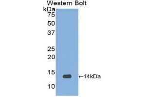 Western Blotting (WB) image for anti-Urocortin 2 (UCN2) (AA 20-112) antibody (ABIN1078641) (Urocortin 2 antibody  (AA 20-112))