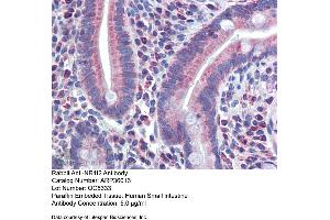 Immunohistochemistry with Human Small Intestine tissue at an antibody concentration of 5.