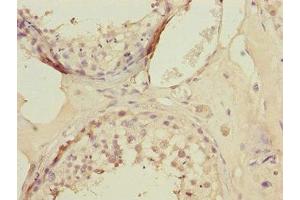 Immunohistochemistry of paraffin-embedded human testis tissue using ABIN7157736 at dilution of 1:100 (KLF9 antibody  (AA 1-150))