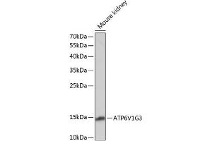 Western blot analysis of extracts of mouse kidney, using V1G3 antibody (ABIN7265759) at 1:1000 dilution. (ATP6V1G3i antibody  (AA 1-118))