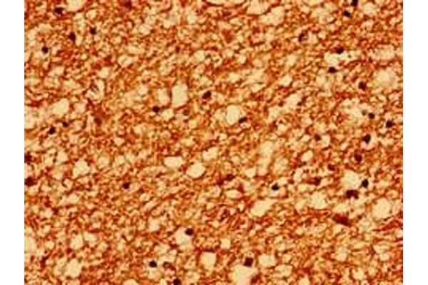 PTPRZ1 antibody  (AA 36-300)