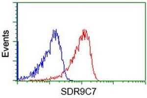 HEK293T cells transfected with either RC210941 overexpress plasmid (Red) or empty vector control plasmid (Blue) were immunostained by anti-SDR9C7 antibody (ABIN2453634), and then analyzed by flow cytometry. (SDR9C7 antibody)