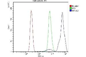 Flow Cytometry analysis of U937 cells using anti-B MyB/MYBL2 antibody (ABIN7601277). (MYBL2 antibody  (AA 31-695))