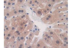 Immunohistochemistry (IHC) image for anti-Fibrillin 1 (FBN1) (AA 1703-1889) antibody (ABIN7438445)