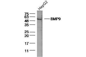 Lane 1: Human HepG2 lysates probed with BMP9 Polyclonal Antibody, Unconjugated  at 1:300 overnight at 4˚C. (GDF2 antibody  (AA 351-429))