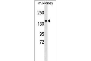 ITGA2 Antibody (C-term) (ABIN1536668 and ABIN2849419) western blot analysis in mouse kidney tissue lysates (35 μg/lane). (ITGA2 antibody  (C-Term))