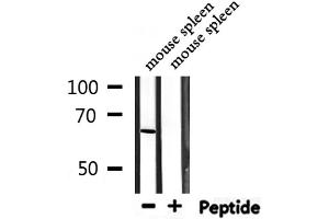 Western blot analysis of extracts from mouse spleen, using PTBP1 Antibody.