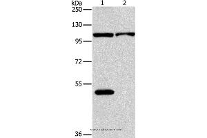 Western blot analysis of K562 and hela cell, using NLRP3 Polyclonal Antibody at dilution of 1:88 (NLRP3 antibody)