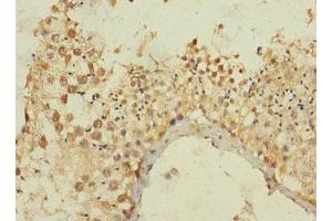 Immunohistochemistry of paraffin-embedded human testis tissue using ABIN7165018 at dilution of 1:100 (MLLT1 antibody  (AA 1-126))