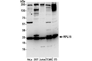 Western Blotting (WB) image for anti-Ribosomal Protein L15 (RPL15) (AA 50-100) antibody (ABIN7453188)