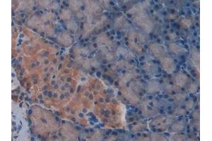 IHC-P analysis of Rat Pancreas Tissue, with DAB staining. (beta-Thromboglobulin antibody  (AA 46-107))
