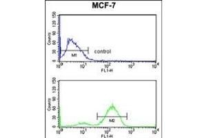 JUP Antibody (C-term) (ABIN652942 and ABIN2842601) flow cytometry analysis of MCF-7 cells (bottom histogram) compared to a negative control cell (top histogram). (JUP antibody  (C-Term))