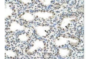 Image no. 2 for anti-Forkhead Box Q1 (FOXQ1) (N-Term) antibody (ABIN6736598) (FOXQ1 antibody  (N-Term))