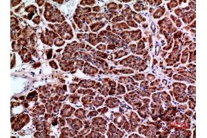 Immunohistochemistry (IHC) analysis of paraffin-embedded Human Pancreas, antibody was diluted at 1:100. (Amphiphysin antibody  (C-Term))
