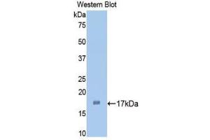 Western Blotting (WB) image for anti-Interleukin 1 alpha (IL1A) (AA 132-267) antibody (ABIN3209838) (IL1A antibody  (AA 132-267))