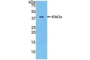 Western blot analysis of recombinant Mouse NFkB.