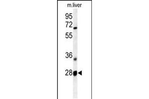 Western blot analysis of RTP2 Antibody in mouse liver tissue lysates (35ug/lane) (RTP2 antibody  (AA 122-151))