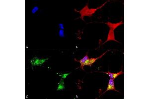 Immunocytochemistry/Immunofluorescence analysis using Mouse Anti-Kir2. (KCNJ2 antibody  (AA 41-64) (HRP))