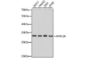 Western blot analysis of extracts of various cell lines, using MRPL28 antibody. (MRPL28 antibody  (AA 1-256))