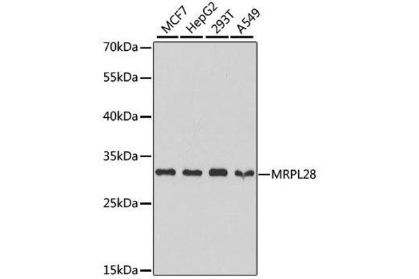 MRPL28 anticorps  (AA 1-256)