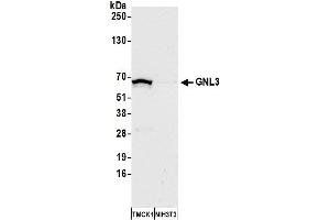 Western Blotting (WB) image for anti-Guanine Nucleotide Binding Protein-Like 3 (Nucleolar) (GNL3) (C-Term) antibody (ABIN7453884)