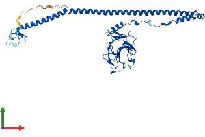 AlphaFold protein structure predicition of Human Recombinant BSPRY Protein, UniprotID Q5W0U4