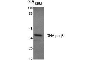 Western Blot (WB) analysis of specific cells using DNA pol beta Polyclonal Antibody. (POLB antibody  (C-Term))