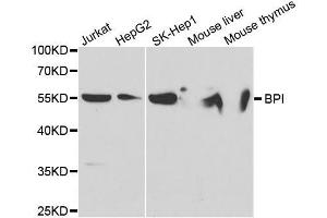 Western blot analysis of extracts of various cell lines, using BPI antibody. (BPI antibody  (AA 248-487))