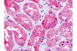 Anti-PNPO antibody IHC staining of human kidney. (PNPO antibody)