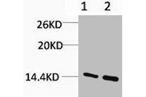 Western blot analysis of 1) Hela, 2) Rat Testis Tissue, diluted at 1:1000. (HIST1H3A/HIST2H3A/H3F3A (H3R17me) antibody)