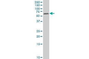 GAN antibody  (AA 534-597)