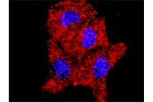 Proximity Ligation Analysis of protein-protein interactions between AKT1 and MAPK14. (MAPK14 antibody  (AA 260-360))