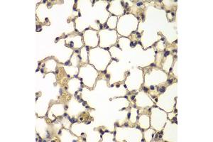 Immunohistochemistry of paraffin-embedded mouse lung using IFRD1 antibody (ABIN5975534) at dilution of 1/100 (40x lens). (IFRD1 antibody)