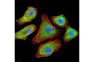 Immunofluorescence analysis of MCF-7 cells using SELL mouse mAb (green).