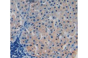 Used in DAB staining on fromalin fixed paraffin- embedded liver tissue (TOR1B antibody  (AA 98-327))